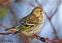 Carduelis spinus